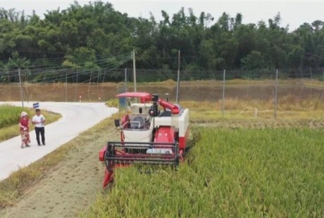 廣東省首臺無人駕駛水稻收獲機正式下田，收割一畝水稻，僅九分鐘。